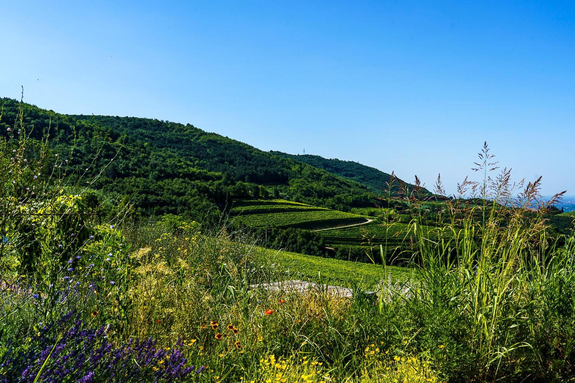 Villa Balis Crema Verona Hills (Adults Only) 格雷扎纳 外观 照片